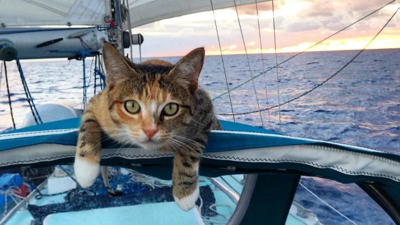 Девушка с кошкой: невероятные путешествия с животным в лодке