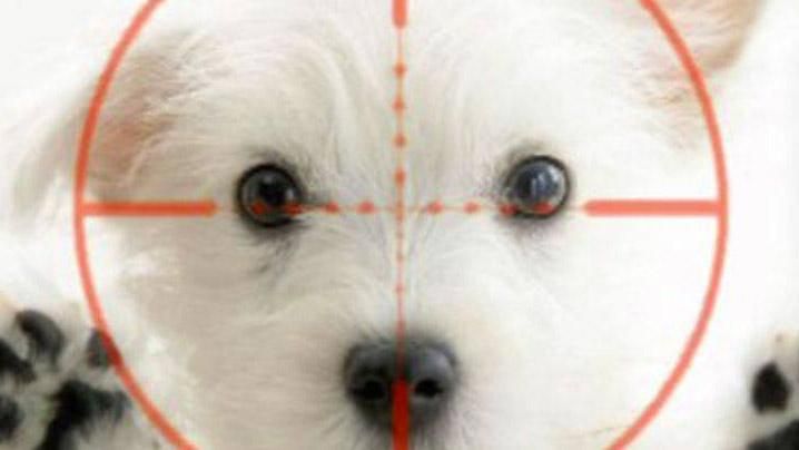 Во Львове переполох среди владельцев собак из-за яда в парках Во Львове переполох среди владельцев собак из-за яда в парках