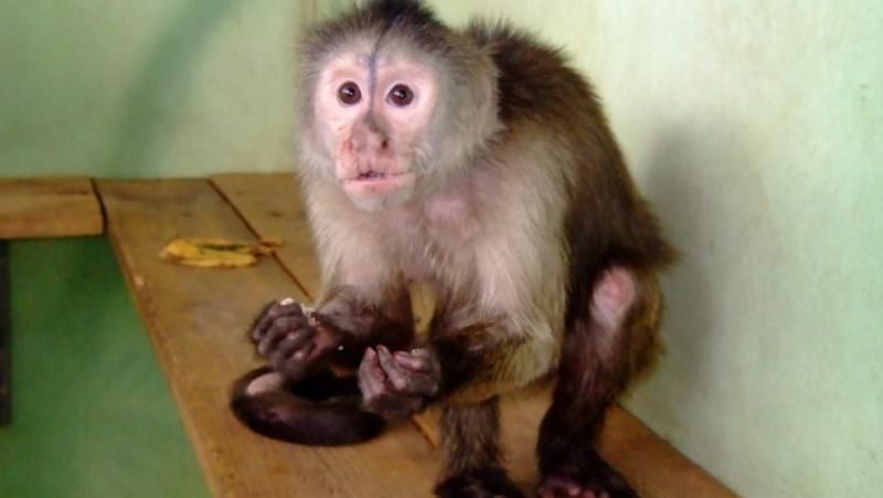 Какими абсурдными закупками через Prozorro отметились в Украине Какими абсурдными закупками через Prozorro отметились в Украине