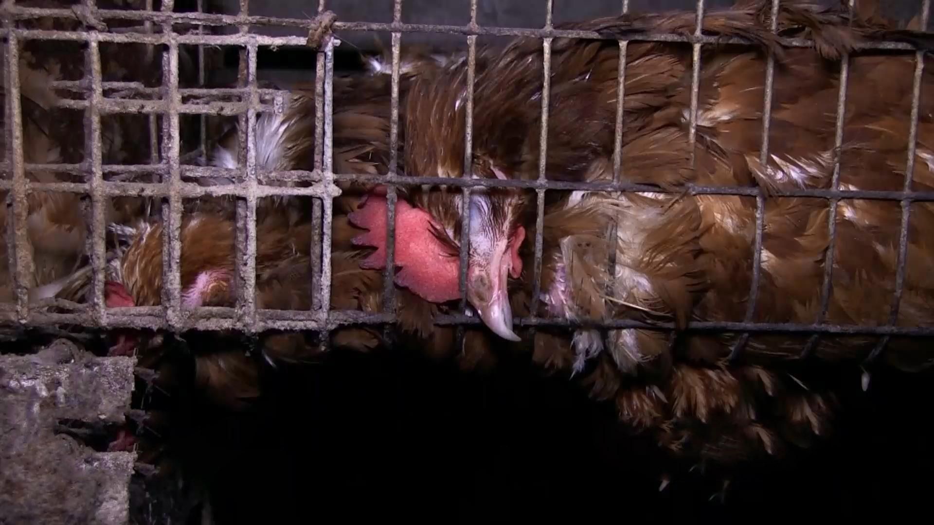 На Херсонщине заморили голодом более 80 тысяч кур На Херсонщине заморили голодом более 80 тысяч кур