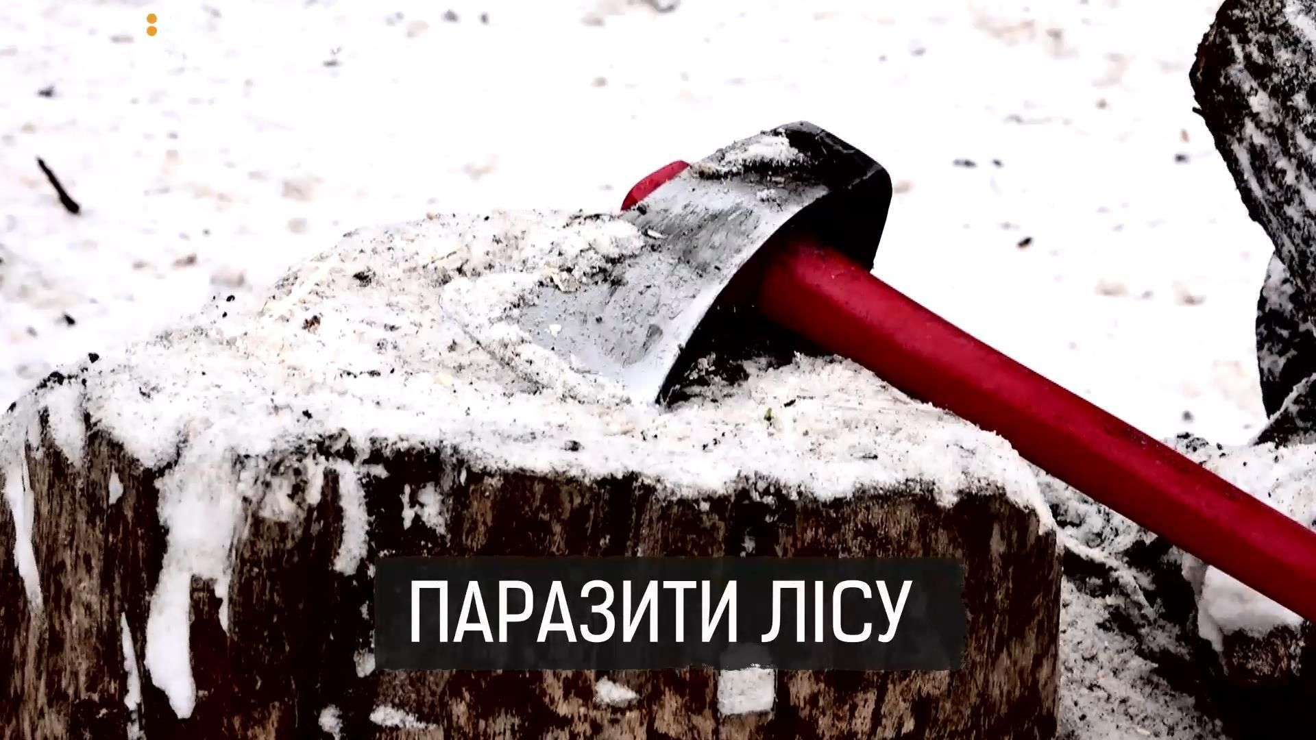 Денежное дерево: как на Николаевщине нелегальная вырубка деревьев стала масштабным бизнесом