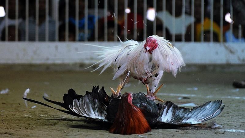 Национальное развлечение и немалый заработок: на Филиппинах в разгаре чемпионат петушиных боев Национальное развлечение и немалый заработок: на Филиппинах в разгаре чемпионат петушиных боев