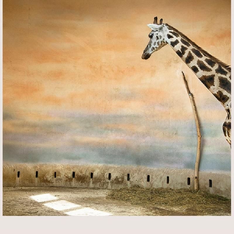 Яркий фоторепортаж из неволи: кадры, которые не оставят равнодушными Яркий фоторепортаж из неволи: кадры, которые не оставят равнодушными