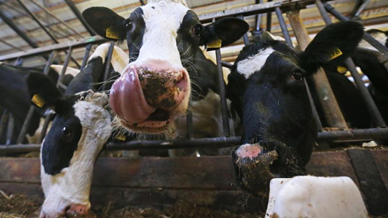 Вантажівка з коровами перекинулась на Сумщині: є жертви серед тварин 