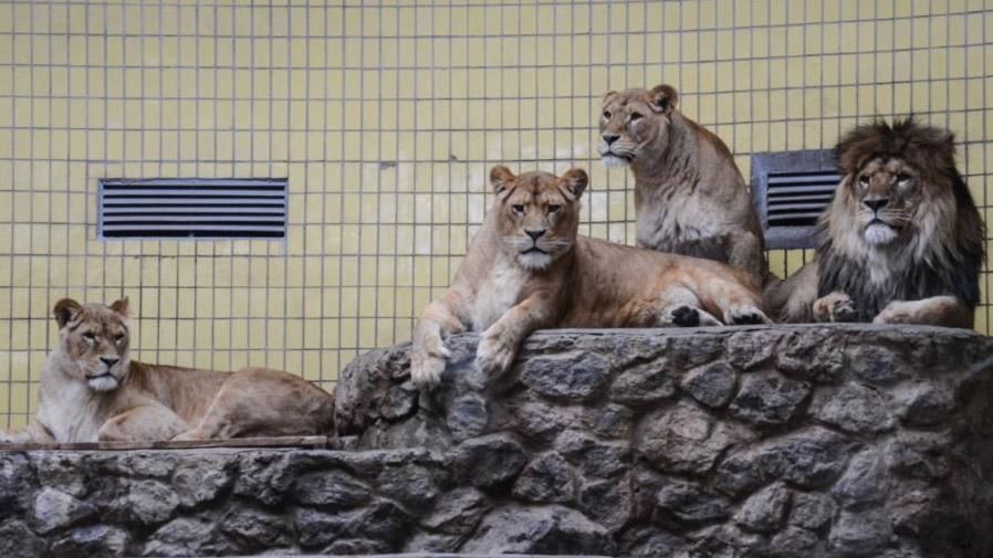 Какие подарки получили львы киевского зоопарка на день рождения