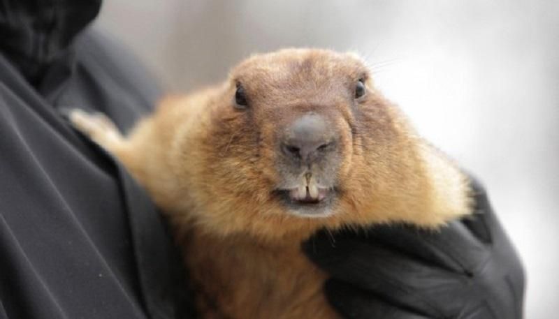 Сурок Тимка спрогнозировал, когда начнется весна Сурок Тимка спрогнозировал, когда начнется весна