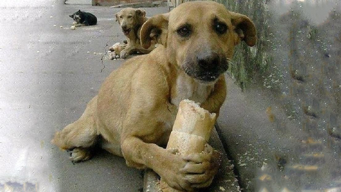 Канадці допомогли створити спеціальні центри для бездомних собак в Україні Канадці допомогли створити спеціальні центри для бездомних собак в Україні