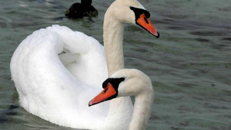 Відважний порятунок лебедя, який замерз у кризі: з'явилось відео Відважний порятунок лебедя, який замерз у кризі: з'явилось відео