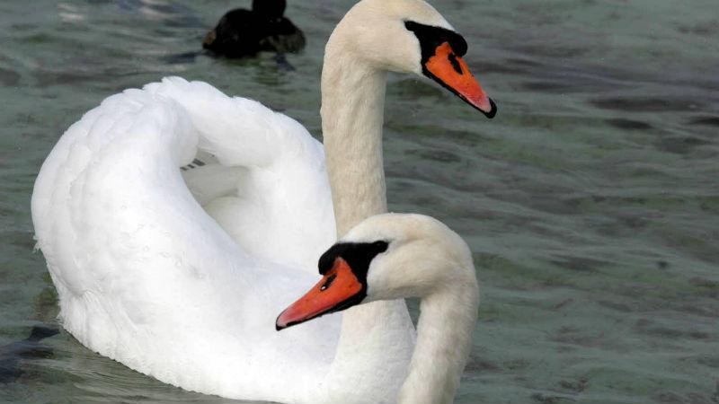 Отважное спасение лебедя, который замерз во льду: появилось видео