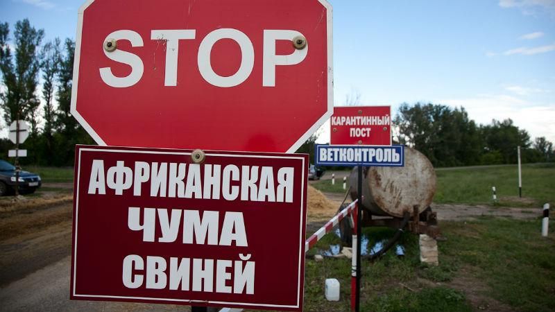 На Херсонщине объявили карантин из-за вспышки африканской чумы На Херсонщине объявили карантин из-за вспышки африканской чумы
