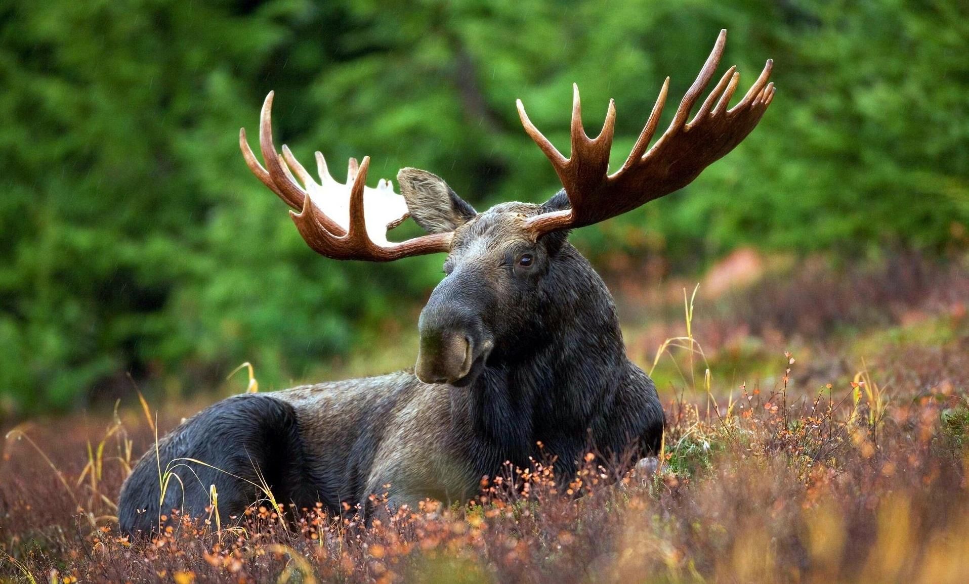 Відлуння скандалу: в Україні врешті заборонили відстрілювати одну з тварин Відлуння скандалу: в Україні врешті заборонили відстрілювати одну з тварин