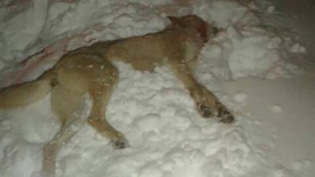 Взбесившийся волк напал на мужчину на Черниговщине Взбесившийся волк напал на мужчину на Черниговщине