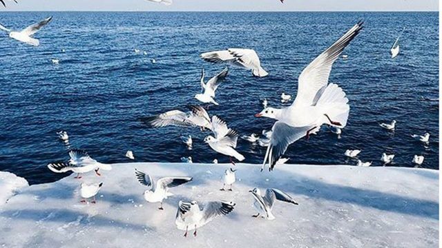 Ледяное море: красивые фото с зимней Одессы