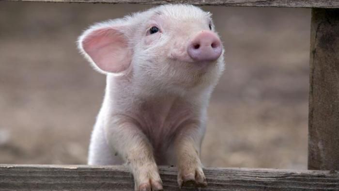 В шести областях Украины зафиксированы вспышки опасной болезни В шести областях Украины зафиксированы вспышки опасной болезни