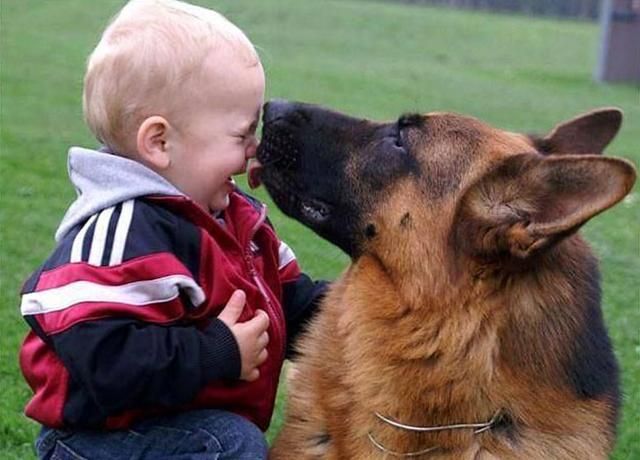 Собака насмерть загриз маленьку дитину на Харківщині