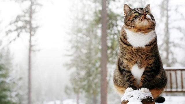 В Украину идут сильные морозы, синоптики обещают до -27 В Украину идут сильные морозы, синоптики обещают до -27