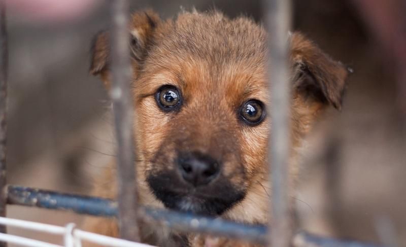 У Києві покажуть найкращі соціальні ролики про тварин У Києві покажуть найкращі соціальні ролики про тварин