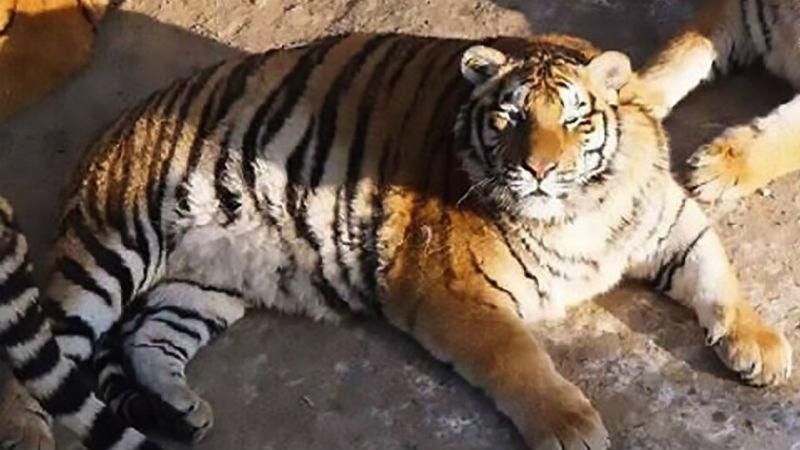 Мережу розчулили повненькі амурські тигри