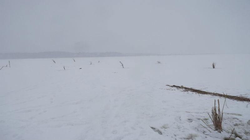 На київському водосховищі може задихнутися вся риба: екологи б'ють на сполох