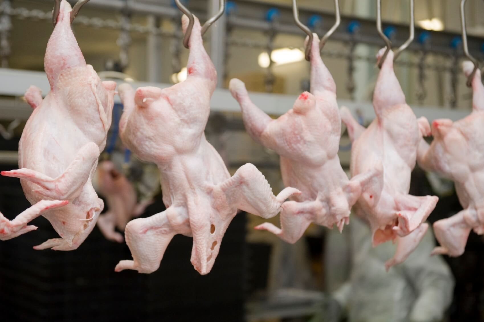 Сусідня держава заборонила українське м'ясо