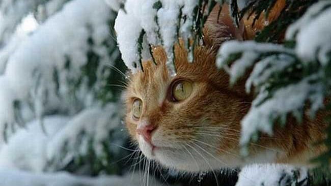 Синоптик рассказала, когда в Украине будет потепление Синоптик рассказала, когда в Украине будет потепление