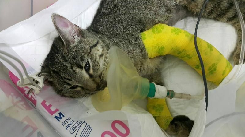 Появилась информация о состоянии кошки, которую женщина с ребенком выбросили из окна в Киеве