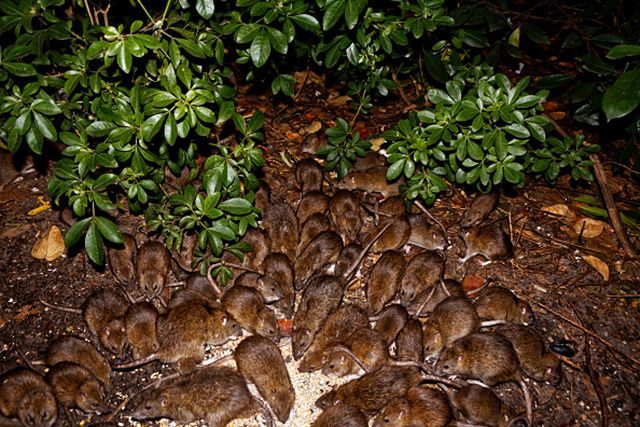 У Нью-Йорку нашестя щурів: є постраждалі У Нью-Йорку нашестя щурів: є постраждалі