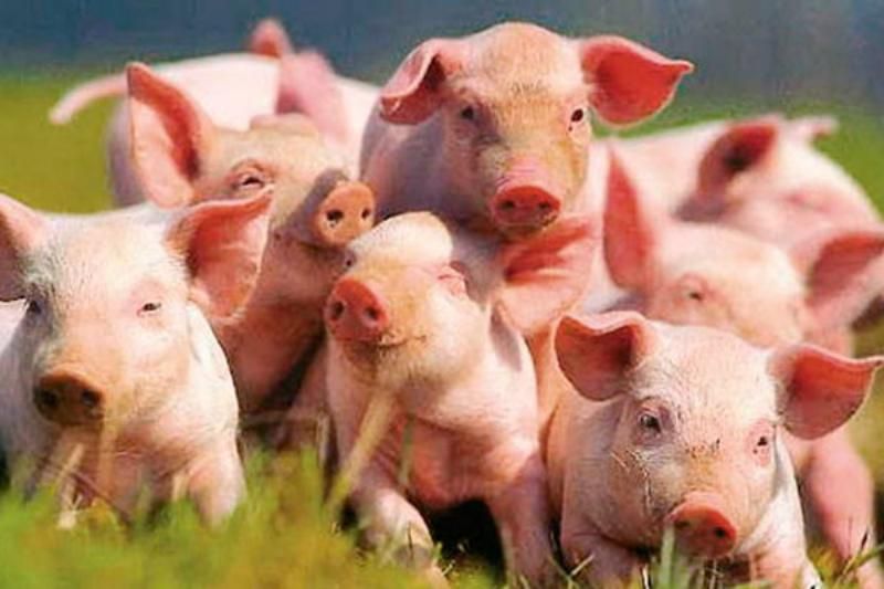 Поголів'я свиней в Україні досягло історичного мінімуму через чуму
