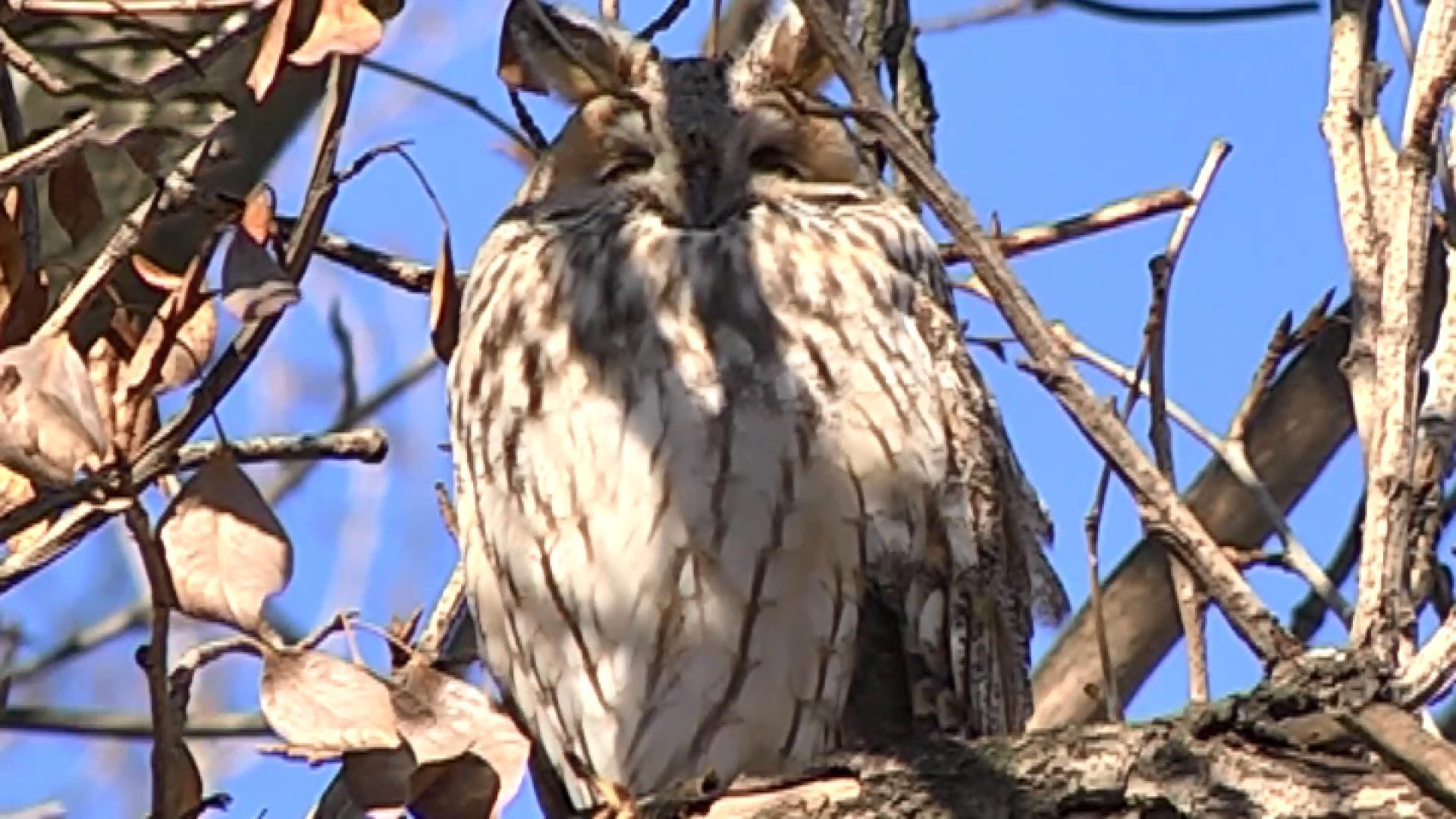 У Дніпрі з'явились незвичні мешканці У Дніпрі з'явились незвичні мешканці