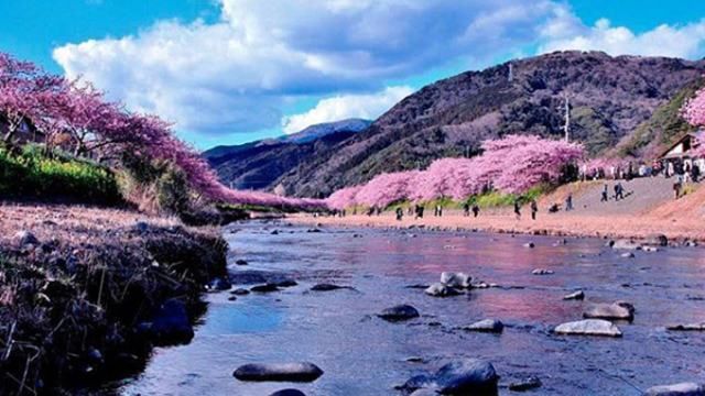 В Японии внезапно зацвела сакура: живописные фото