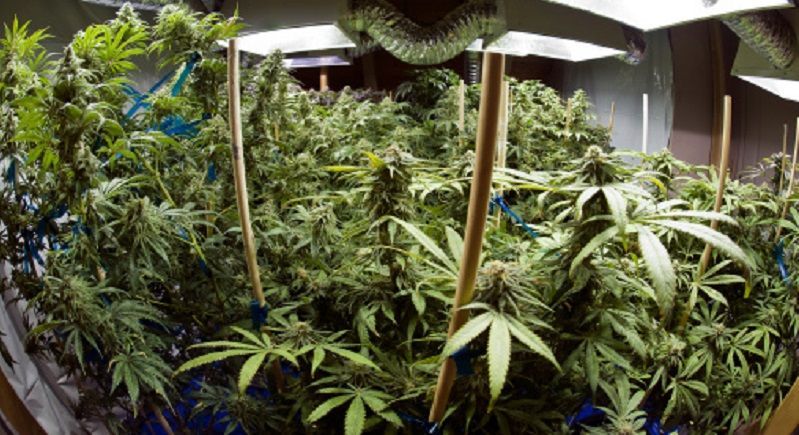 В Нидерландах легализовали выращивание марихуаны