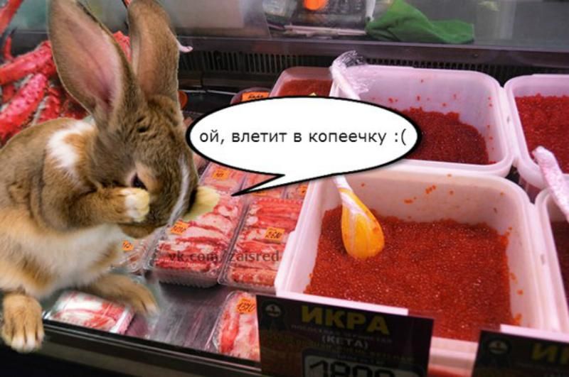 Зайченя середнього достатку: соцмережі знов дотепно висміяли "дєнєг нєт" Медвєдєва
Зайченя середнього достатку: соцмережі знов дотепно висміяли "дєнєг нєт" Медвєдєва