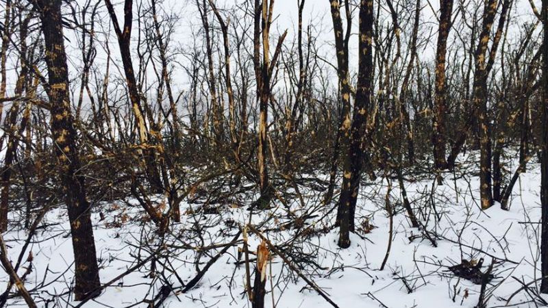 Ни одна ветка не уцелела. Появились уникальные фото со Светлодарской дуги Ни одна ветка не уцелела. Появились уникальные фото со Светлодарской дуги