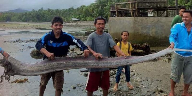 На Филиппинах поймали мифического "морского змея": появились фото