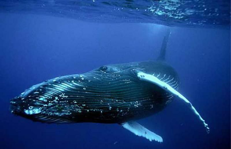 Полиция задержала нескольких администраторов "синих китов"