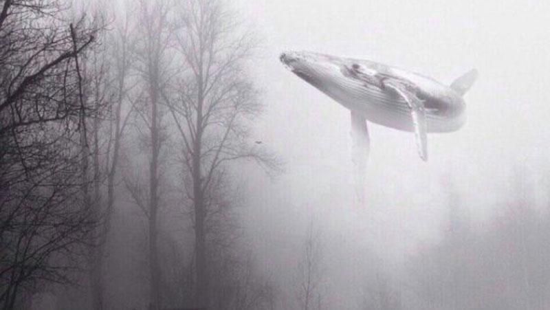 Как в Украине борются со смертельной игрой "Синий кит"