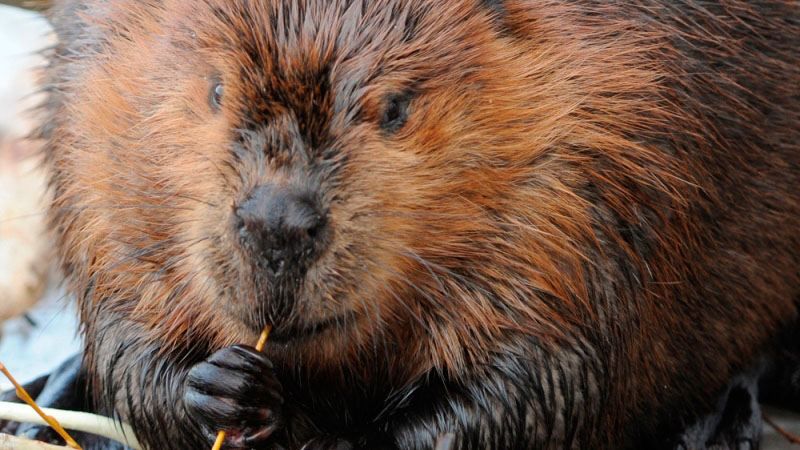 Бобри атакували дерева у Києві Бобри атакували дерева у Києві