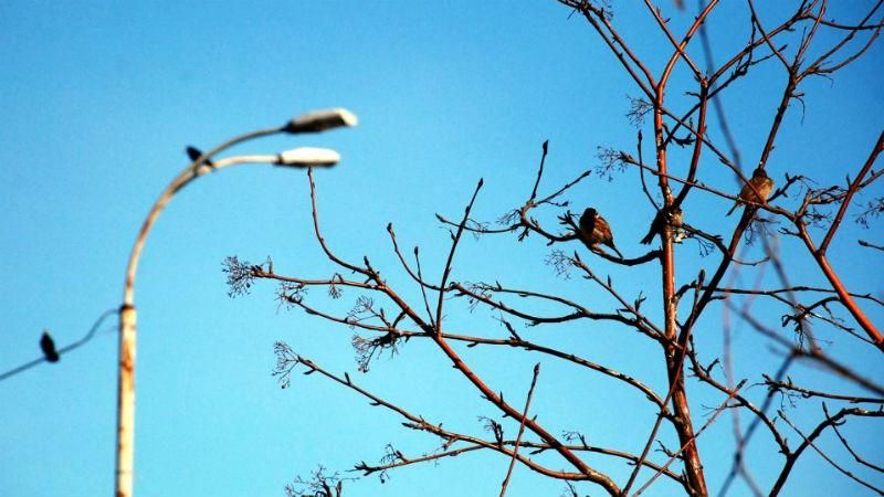 Аномальна погода у Києві: зафіксували температурний рекорд Аномальна погода у Києві: зафіксували температурний рекорд