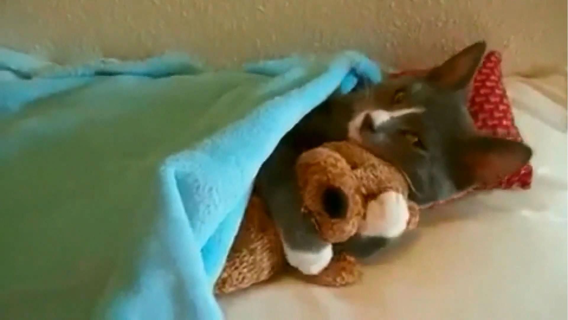 Котократія: якими котами могли б бути українські політики Котократія: якими котами могли б бути українські політики