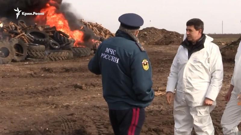 Чума свиней в Криму: хто з російських чиновників на ній заробляє Чума свиней в Криму: хто з російських чиновників на ній заробляє