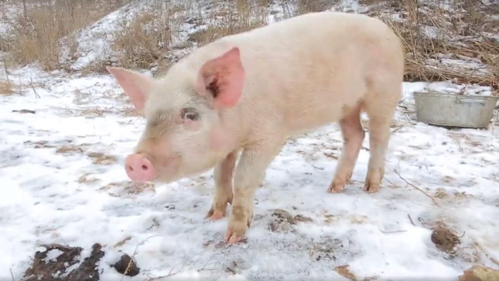 Волонтеры показали, как на передовой "живут" "Гиви" и "Моторола" Волонтеры показали, как на передовой "живут" "Гиви" и "Моторола"