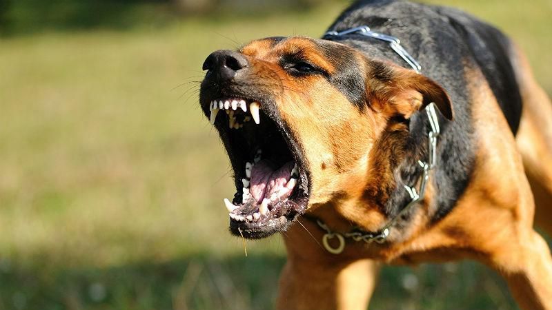 Ужасный инцидент в Харькове. Мужчину до смерти загрызли собаки Ужасный инцидент в Харькове. Мужчину до смерти загрызли собаки