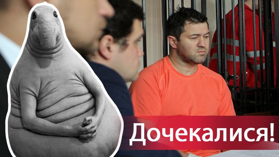 Дождались победы: как в соцсетях отреагировали на меру пресечения для Насирова Дождались победы: как в соцсетях отреагировали на меру пресечения для Насирова