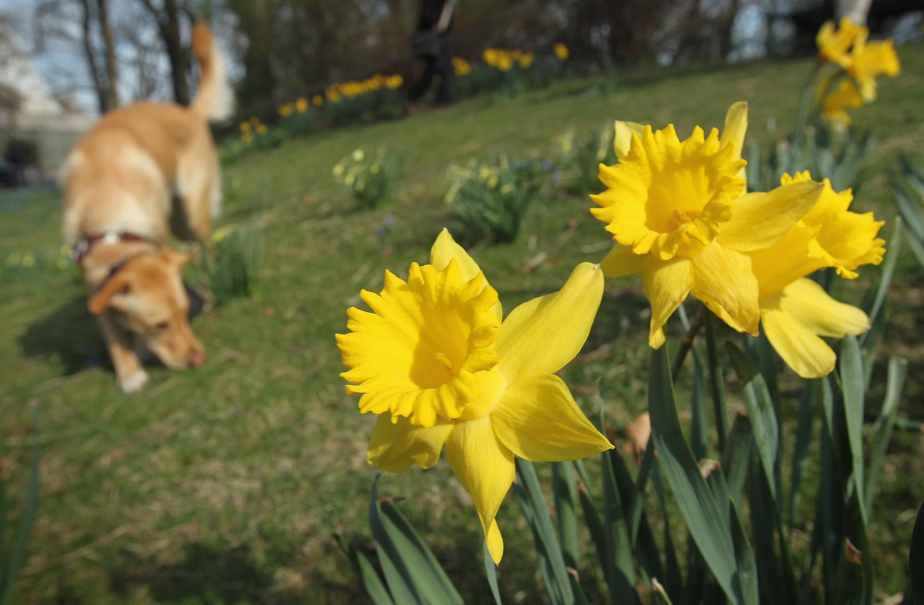 Синоптики зробили прогноз погоди на весну: цифри дивують Синоптики зробили прогноз погоди на весну: цифри дивують