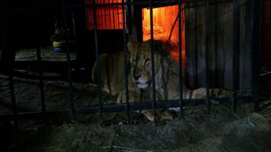 Лев напал на посетителя бани в Запорожье Лев напал на посетителя бани в Запорожье