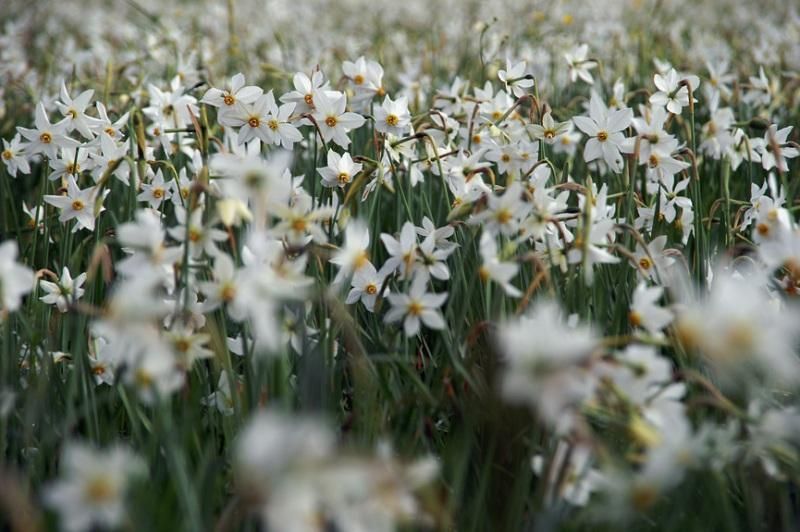 У Долині нарцисів сталась пожежа: опубліковані фото У Долині нарцисів сталась пожежа: опубліковані фото