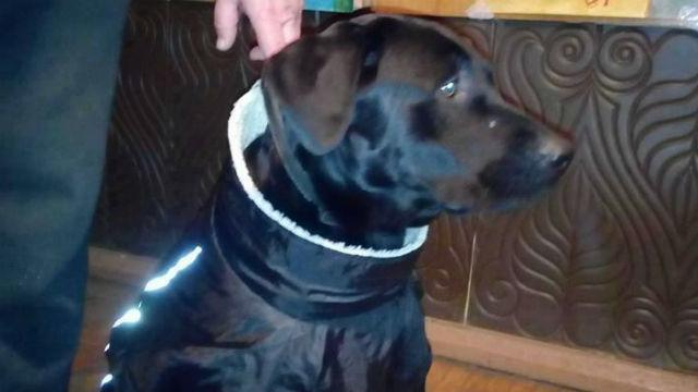 4-лапого героя АТО разыскивают во Львове