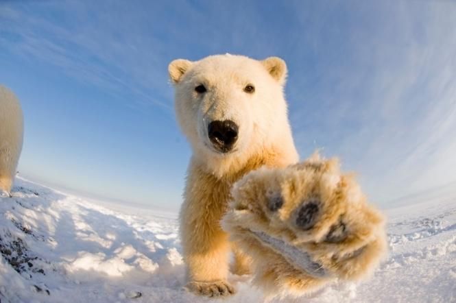 Редкий вид медведей может исчезнуть из-за глобального потепления