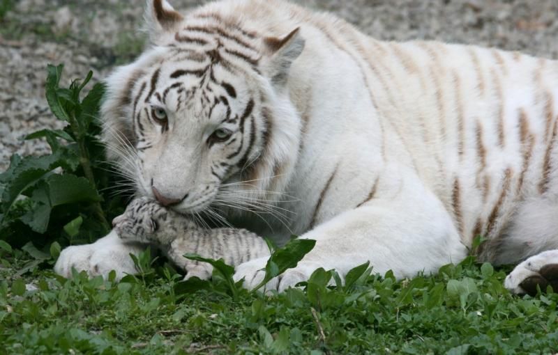 Оккупанты в Крыму закрыли известный ялтинский зоопарк
