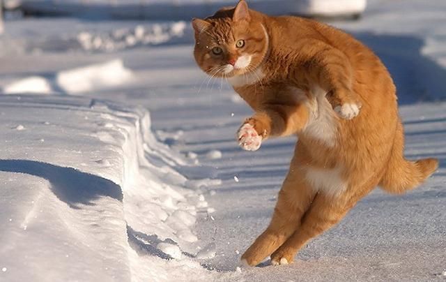 Музей во Львове ищет на работу рыжего кота Музей во Львове ищет на работу рыжего кота